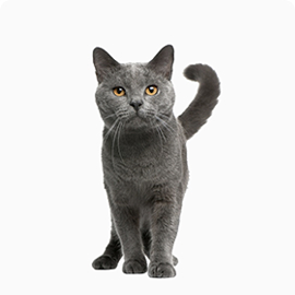 grey cat